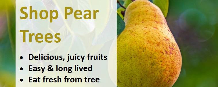 Shop pear trees